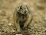 A Utah Prairie Dog