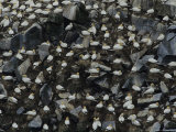 Flocks of Northern Gannets Roost on Cliffs Above the Atlantic Ocean