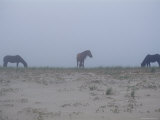 Wild Horses in the Sand Dunes on Sable Island