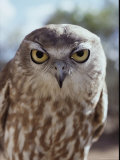 Portrait of a Barking Owl; the Owl Has a Call Similar to a Dogs Bark