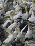 Northern Gannets and Chicks Roost on Cliffs Above the Atlantic Ocean