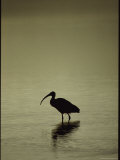 A Silhouetted Sacred Ibis Wades in Shallow Water at Dawn