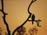 A Silhouetted Whistling Kite Perched in a Dead Tree at Sunset