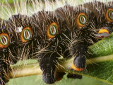 Detail of Feet and Breathing Spiracles of an Imperial Moth Caterpillar