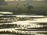 Sandhill Cranes Roost in the Platte River at Sunset