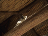 An Owl Perches on the Rafters of a Home in the Andes Mountains