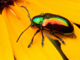 A Dogbane Leaf Beetle  Chryschus Cobaltinus  on Black-Eyed Susan