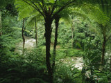 The Agung River Cuts Through a Dense Rain Forest of Ferns and Trees