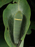 A Tiger Swallowtail Caterpillar Building a Cocoon in a Sassafras Leaf