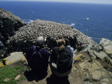 Tourists Gaze at Flocks of Northern Gannets Roosting on Cliffs