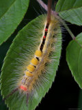 White-Marked Tussock Moth Caterpillar  Prygia Leucostigma  on a Leaf