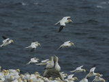 Flocks of Northern Gannets Roost on Cliffs Above the Atlantic Ocean