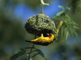 A Weaverbird Hangs Upside Down as It Builds Its Nest in a Mimosa Tree