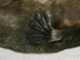platypuses feet