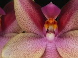 Close View of a Delicate Orchid Blossom