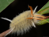 A Banded Tussock Moth Caterpillar  Halysidota Tessellaris  on a Leaf