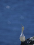 A Northern Gannet Roosts on a Cliff Above the Atlantic Ocean