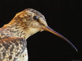 A Close View of an Extinct Eskimo Curlew in an Exhibit