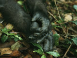Close View of a Gorillas Hands