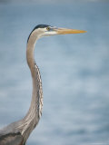 Detail of the Head and Neck of a Great Blue Heron