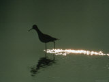 A Silhouetted Avocet Wading in Water at Twilight