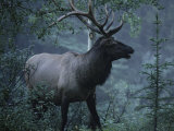 Adult Bull Elk with Antlers in a Woodland Landscape