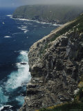 Flocks of Northern Gannets Roost on Cliffs Above the Atlantic Ocean