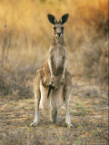 An Eastern Gray Kangaroo with a Joey in Her Pouch