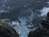 Flocks of Northern Gannets Roost on Cliffs Above the Atlantic Ocean
