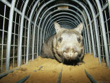 A Critically Endangered Northern Hairy-Nosed Wombat in a Cage