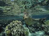 Hawaiian Monk Seal in a Coral Sea Reef  French Frigate Shoals  Hawaiian Islands