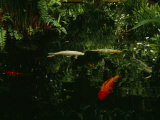 Orange and White Japanese Koi Drift in a Pond Near Green Ferns