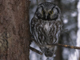 Close up of a Boreal Owl