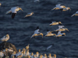Flocks of Northern Gannets Roost on Cliffs Above the Atlantic Ocean
