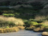 Grasses and Rushes in a Thermal Runoff Channel of a Mud Volcano Area