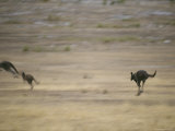 Western Gray Kangaroos Running Across a Plain