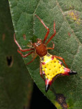 Portrait of a Micrathena Sagittata Spider on a Leaf