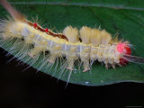White-Marked Tussock Moth Caterpillar  Prygia Leucostigma  on a Leaf