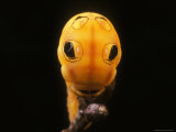 Close View of a Caterpillar with an Impressive Eye-Spot Defense Mechanism