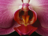 Close View of a Delicate Orchid Blossom