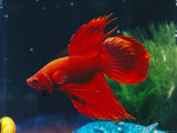 A Red Siamese Fighting Fish in an Aquarium