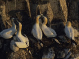 Northern Gannets and Chicks Roost on Cliffs Above the Atlantic Ocean