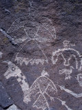 Ancient Pueblo-Anasazi Rock Art with Birds and Snakes