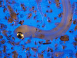 A Herring Larvae Among Copepods and Other Microscopic Life