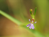 Close View of a Delicate Angled Lobelia Flower