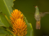 Hummingbird Hovers Above Orange Flower  Frontal View  Wings Extended