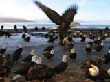 Flock of American Bald Eagles on Beach (Haliaeetus Leucocephalus)