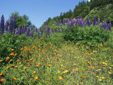 A Hillside Blanketed in Colorful Blooming Wildflowers