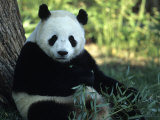 A Giant Panda Eating Bamboo  National Zoo  Washington DC
