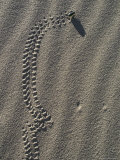 Circus Beetle Leaves Tracks in the Sand  Death Valley National Monument  California